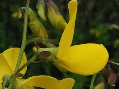 Cytisophyllum sessilifolium