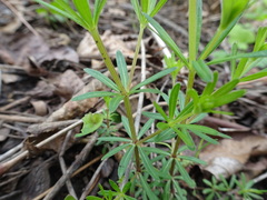 Galium concinnum