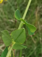 Cytisophyllum sessilifolium