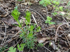 Galium concinnum