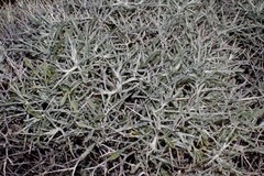 Centaurea spinosa