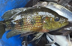 Hemichromis