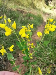 Cytisophyllum sessilifolium