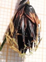 Schoenus nigricans