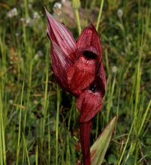 Serapias orientalis orientalis