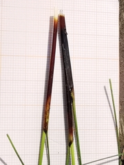 Schoenus nigricans