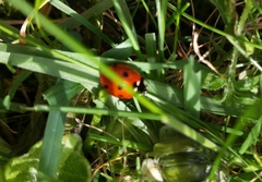 Coccinella septempunctata