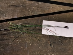 Schoenus nigricans