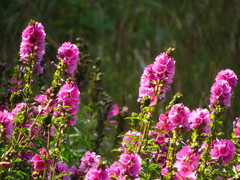 Sidalcea hendersonii