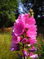 Sidalcea hendersonii