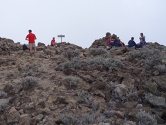 Seriphium passerinoides