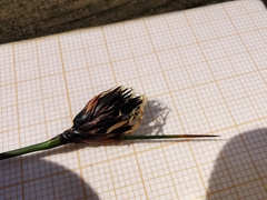 Schoenus nigricans