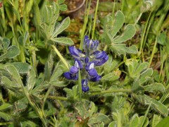 Lupinus micranthus