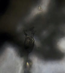 Collotheca