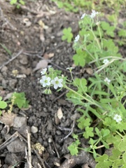 Pholistoma membranaceum