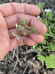 Pholistoma membranaceum