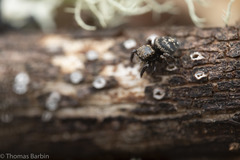 Habronattus oregonensis