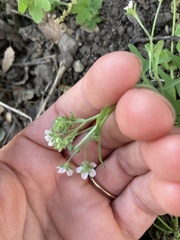 Pholistoma membranaceum