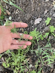 Pholistoma membranaceum