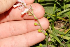 Fumaria macrocarpa