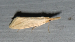 Donacaula longirostrallus