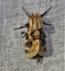 Hypercompe nemophila