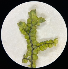 Porella pinnata