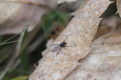 Bibio femoralis
