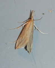 Donacaula longirostrallus