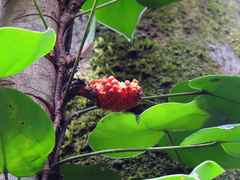 Philodendron ecordatum