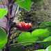 Philodendron ecordatum - Photo 由 olivier_fortune 所上傳的 (c) olivier_fortune，保留部份權利CC BY-NC