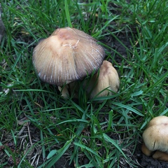 Coprinellus