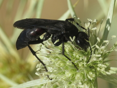 Entomobora