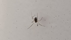 Araneae