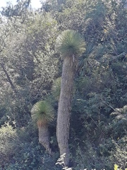Yucca queretaroensis