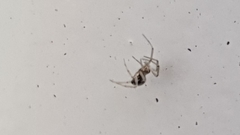 Araneae
