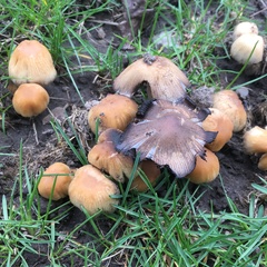 Coprinellus
