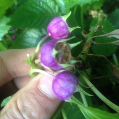 Lobelia physaloides