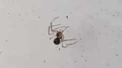 Araneae
