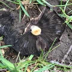 Coprinellus