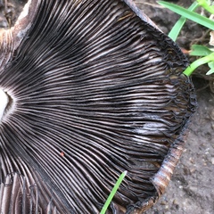 Coprinellus