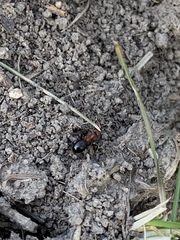 Formica exsectoides