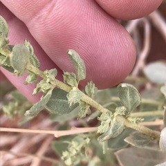Atriplex garrettii