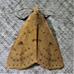 Scolecocampa