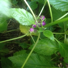 Lobelia physaloides
