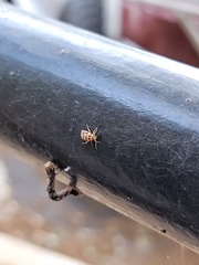 Tropidosteptes quercicola