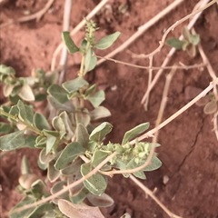 Atriplex garrettii
