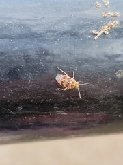 Tropidosteptes quercicola