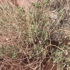 Atriplex garrettii