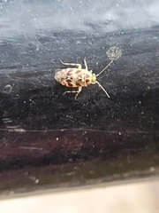 Tropidosteptes quercicola